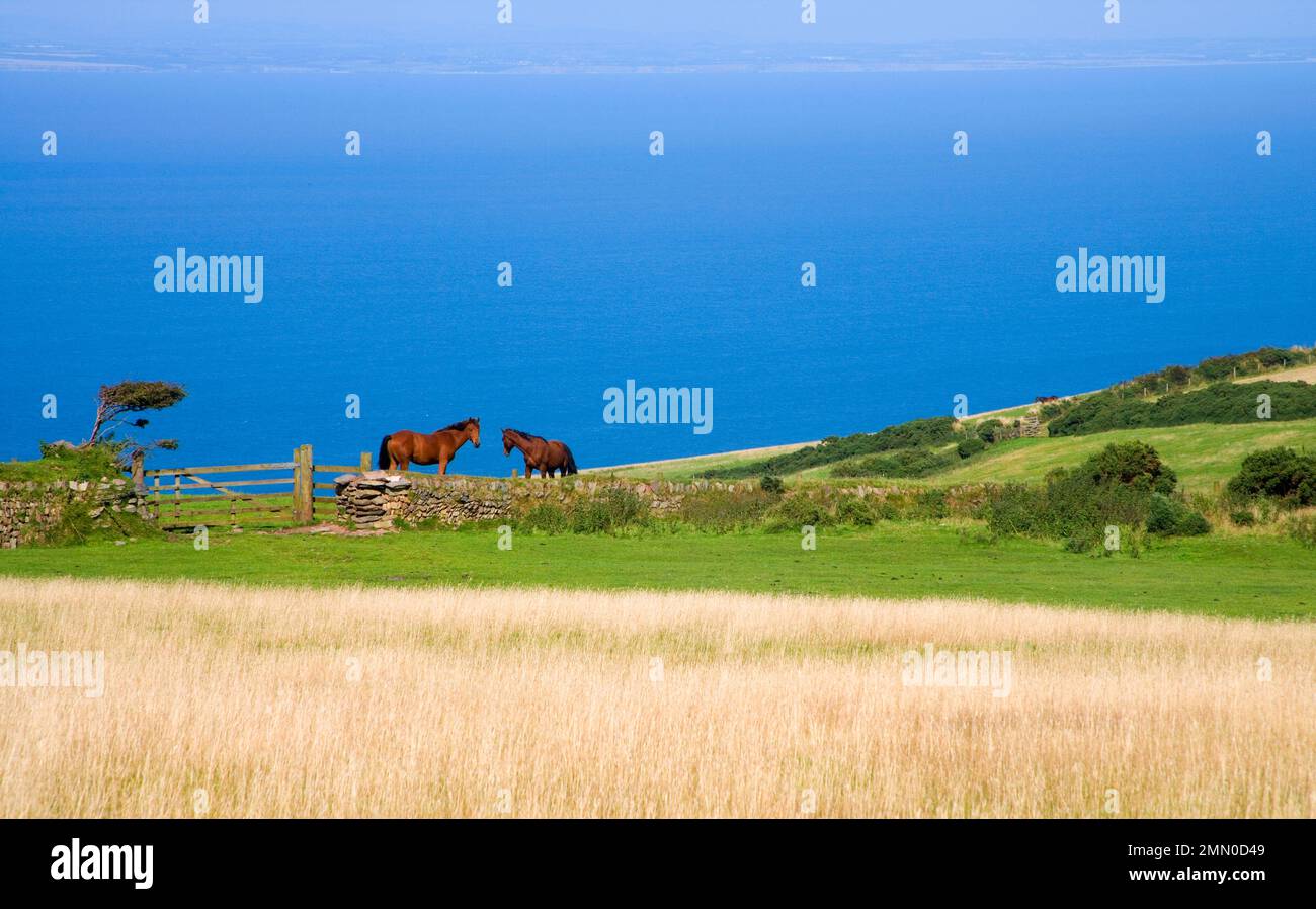 Due cavalli su Countisbury comune sopra Lynton e Lynmouth nel Devon nord Foto Stock