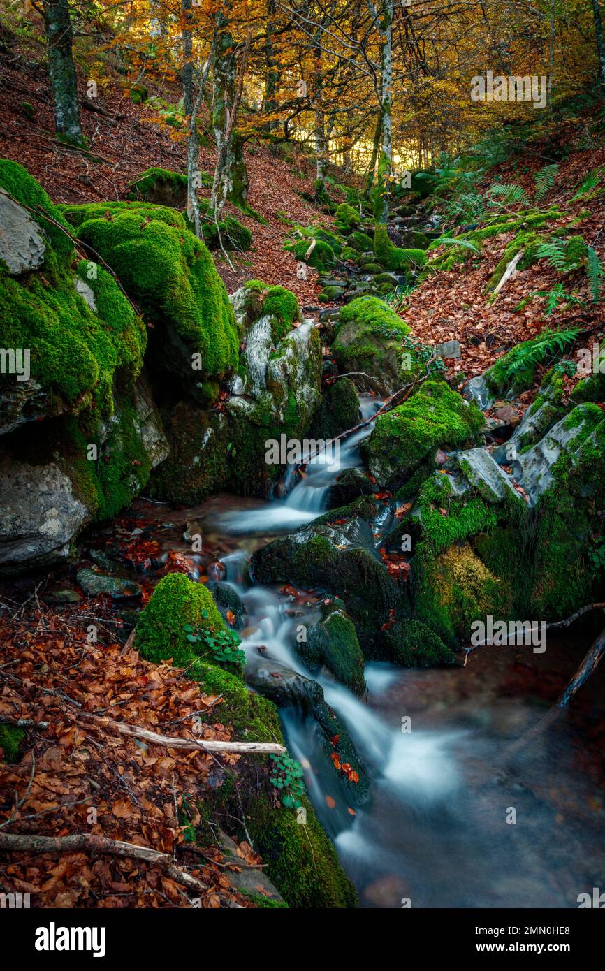 Francia, Pirenei Atlantici, Bearn, Aspe Valley, Urdos, Col du Somport, torrente di montagna nel mezzo di una foresta in autunno Foto Stock