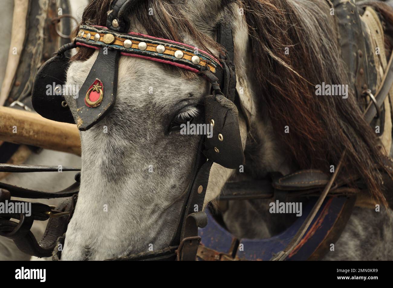 Grey Horse Face Close Up Foto Stock