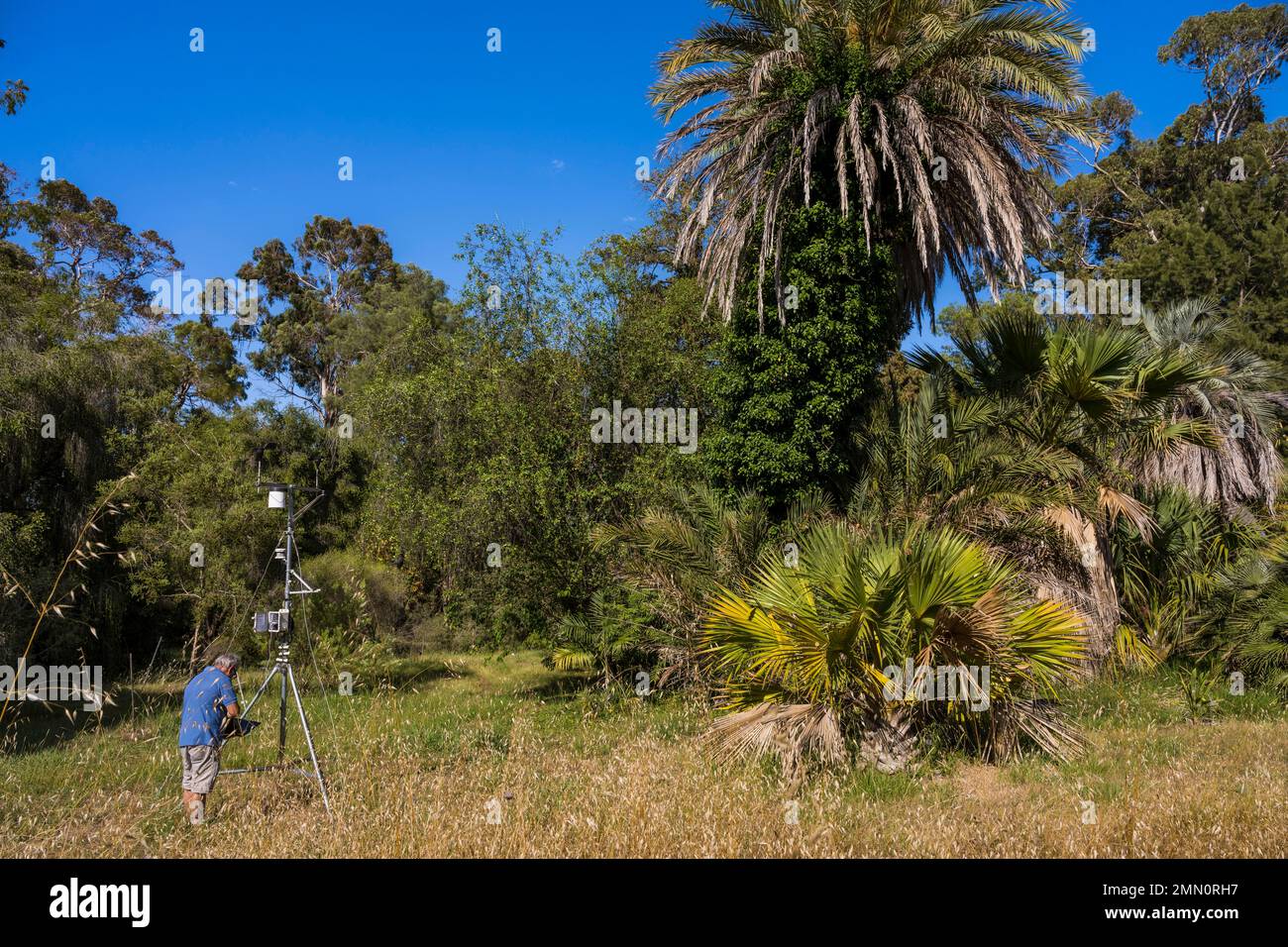 Francia, Alpes-Maritimes, Antibes, il Giardino Botanico di Villa Thuret (allegato a INRAE), etichettato Jardin Remarquable (Giardino eccezionale) e albero notevole, registrazione e riproduzione di dati scientifici da sensori collegati agli alberi nel campo Foto Stock