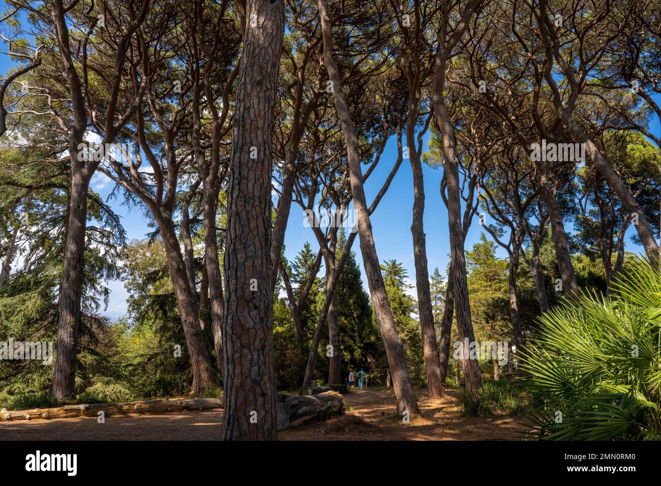 Francia, Alpes-Maritimes, Antibes, il Giardino Botanico di Villa Thuret (allegato a INRAE), etichettato Jardin Remarquable (Giardino eccezionale) e albero notevole, i pini di pietra o di ombrello pini, anche vicino, rispettare una distanza al livello della corona chiamata shyness spacco Foto Stock