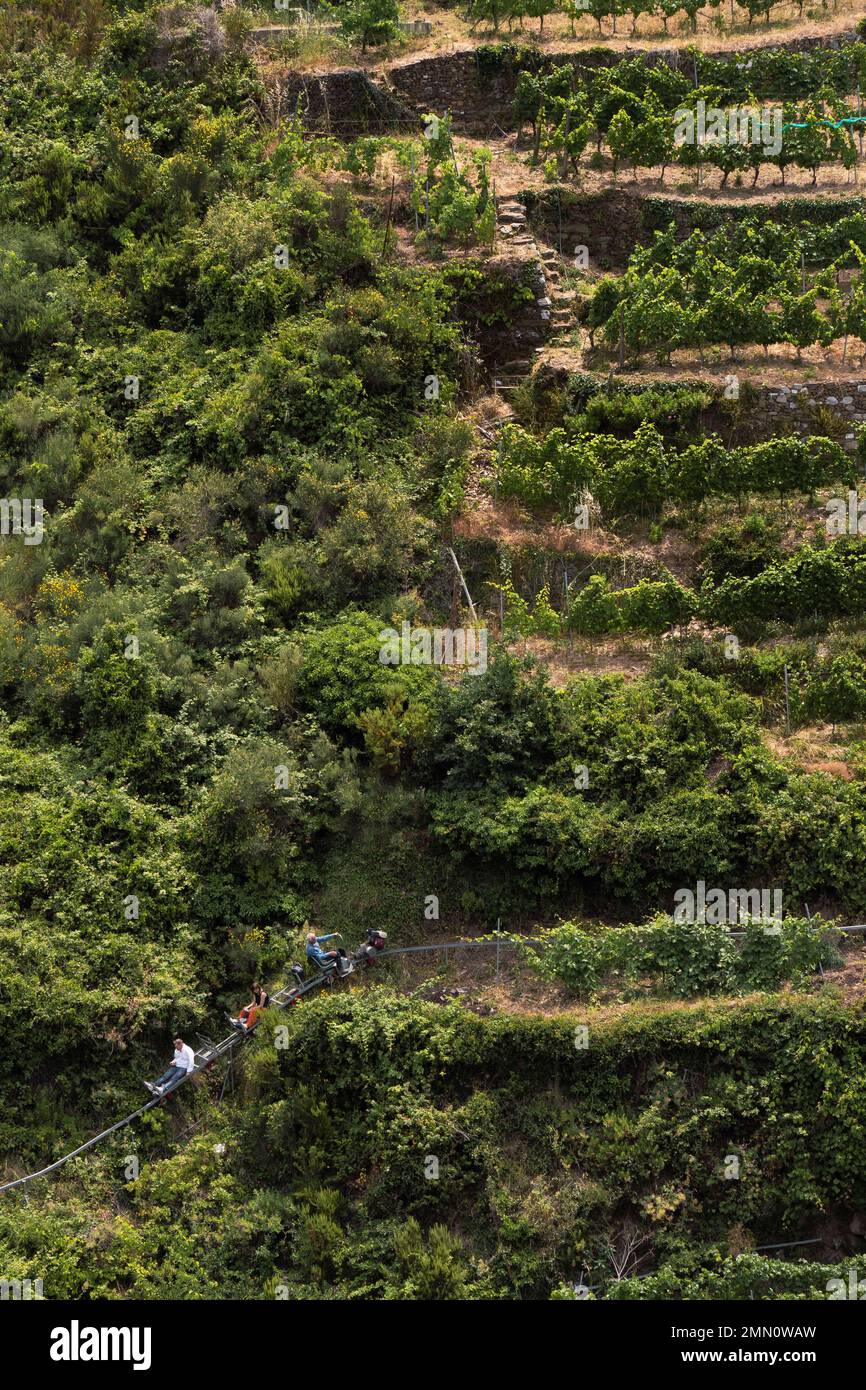 Italia, Liguria, Parco Nazionale delle cinque Terre Patrimonio dell'Umanità dall'UNESCO, villaggio di Vernazza, Bartolomeo Lercari, proprietario e operatore dei vini DO Liguria di Levante Cheo sulla sua monorotaia a cremagliera per la raccolta su queste terre estremamente ripide Foto Stock