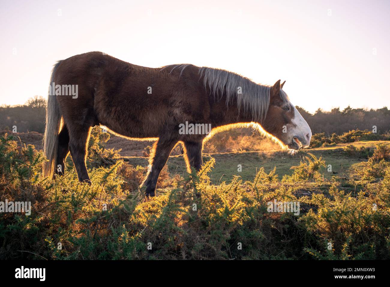 Il pony della nuova foresta mangia dal cespuglio del gorse sulla brughiera del New Forest Hampshire Inghilterra. Foto Stock