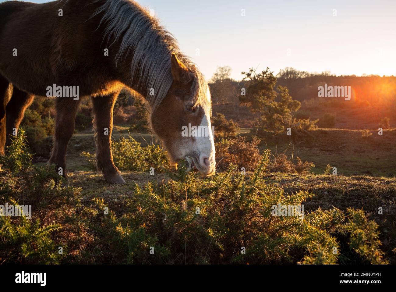 Il pony della nuova foresta mangia dal cespuglio del gorse sulla brughiera del New Forest Hampshire Inghilterra. Foto Stock