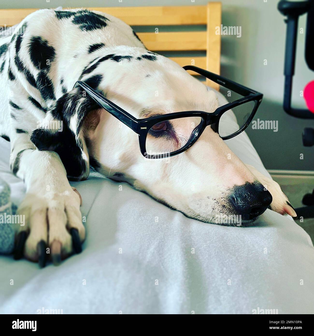 Un cane dalmata profondo nel pensiero che indossa gli occhiali Foto Stock
