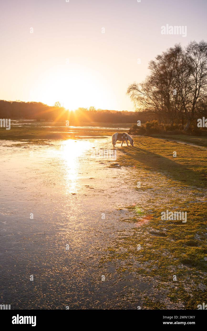 Un pony della New Forest pascolo in una zona umida nella New Forest Hampshire Inghilterra durante un tramonto spettacolare inverni. Foto Stock