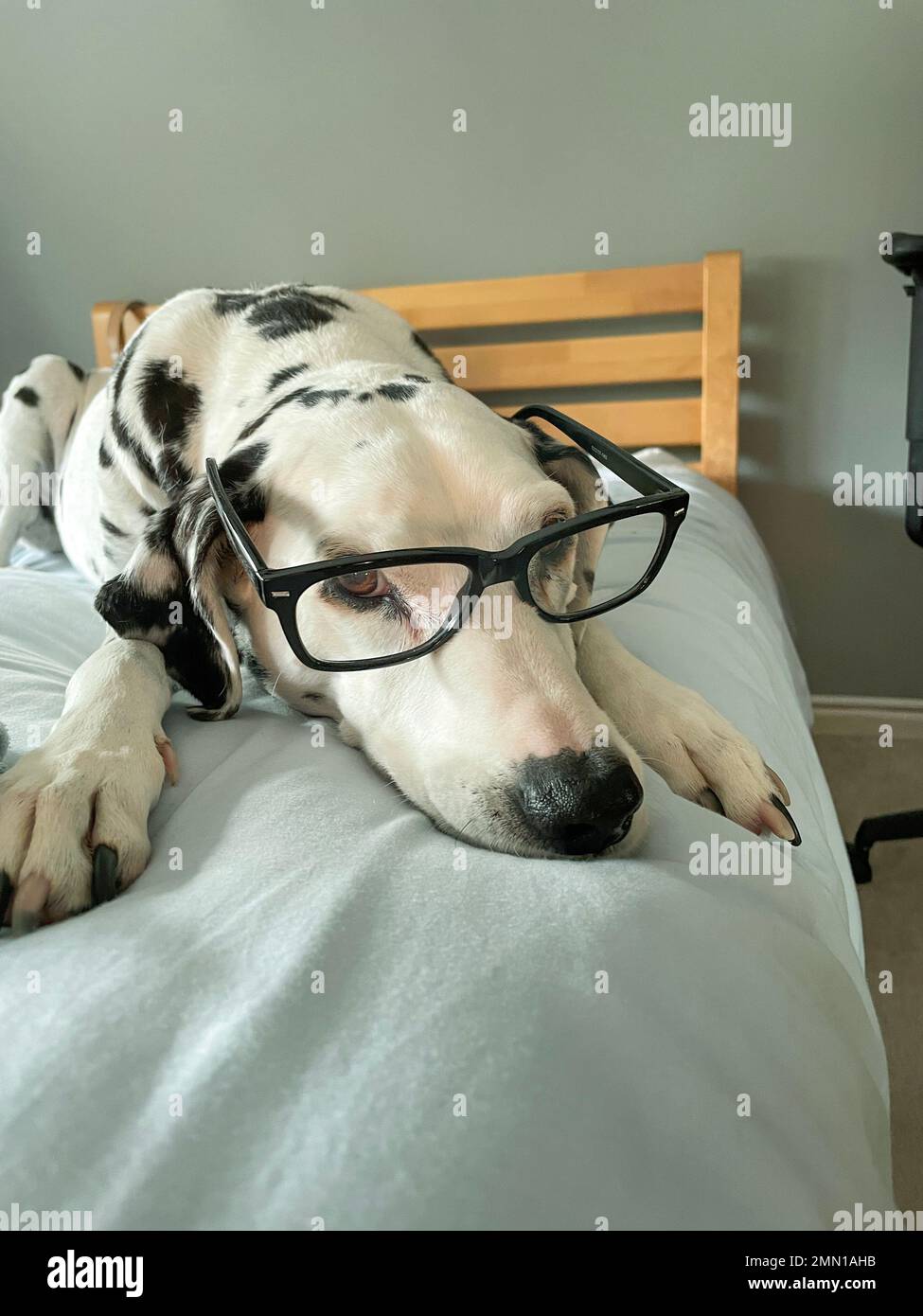 Un cane dalmata profondo nel pensiero che indossa gli occhiali Foto Stock