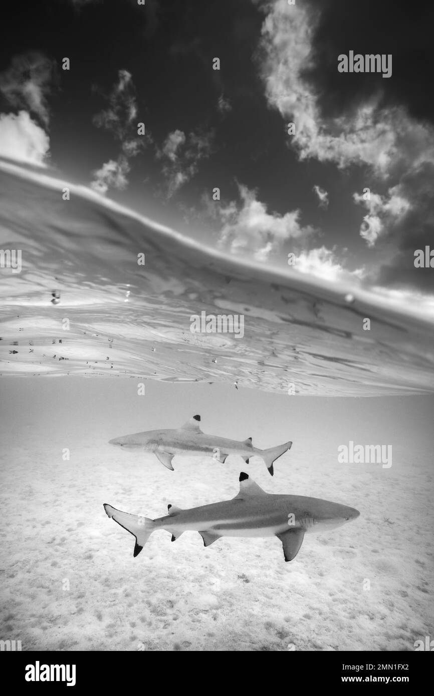 Due squali dalla punta nera (Carcharhinus melanopterus) nella laguna tropicale, in bianco e nero Foto Stock