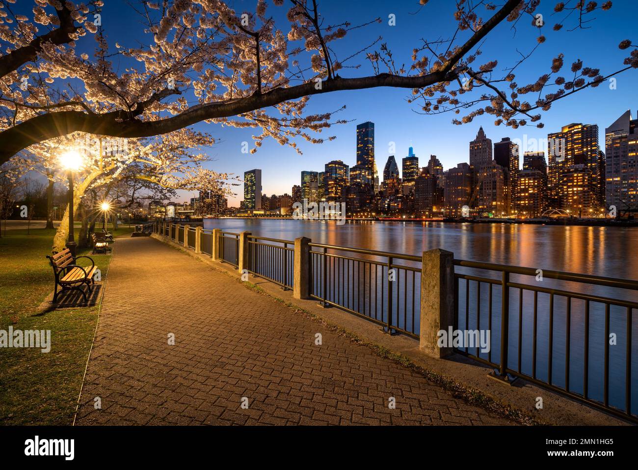 Roosevelt Island Promenade con ciliegi in fiore in primavera. Vista sui grattacieli di Manhattan Midtown East e sull'East River. New York City Foto Stock