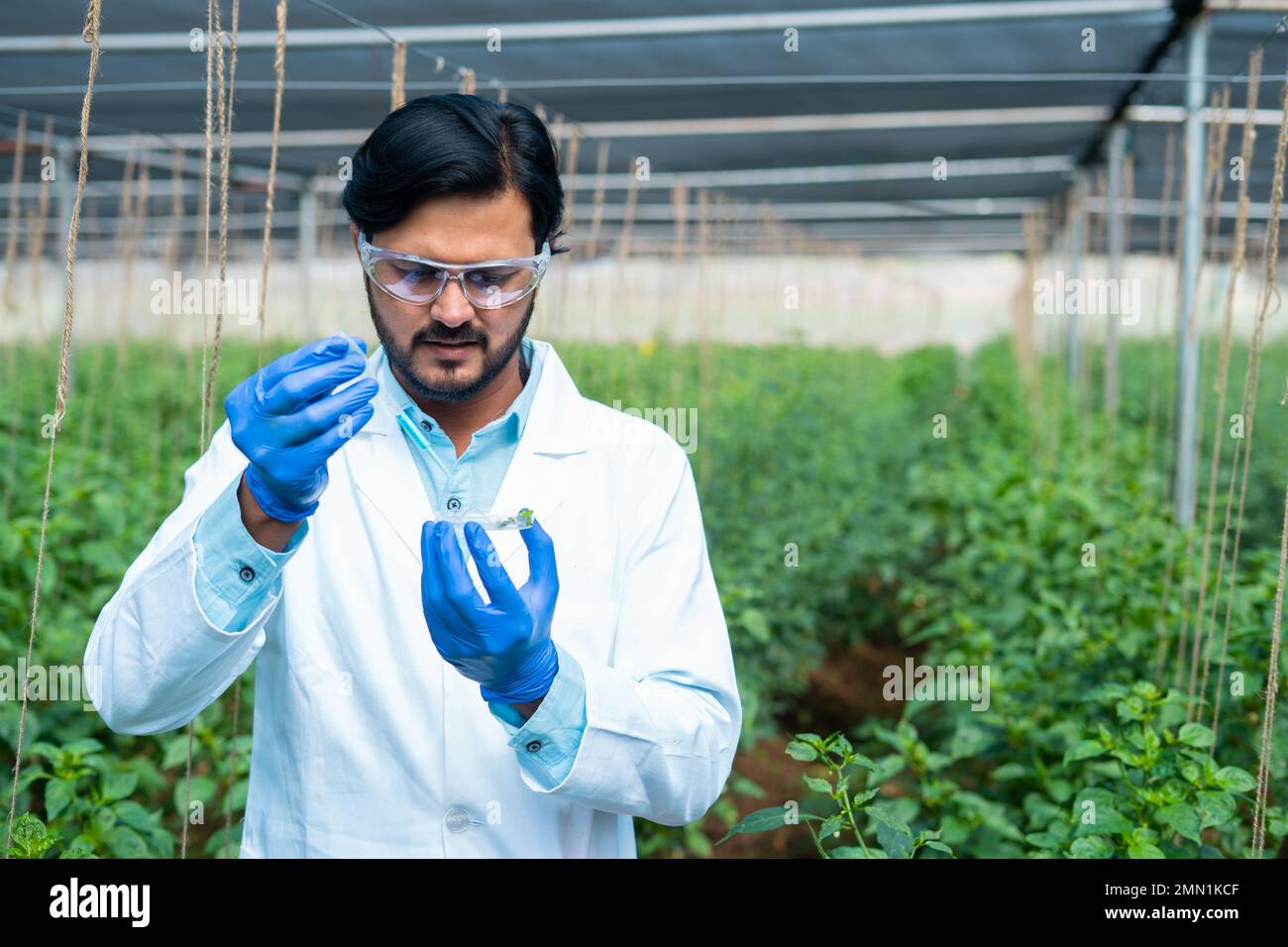 Agro-scienziato focalizzato facendo esperimenti aggiungendo chimico in piccolo campione di pianta a serra - concetto di agricoltura moderna, biotecnologia e. Foto Stock