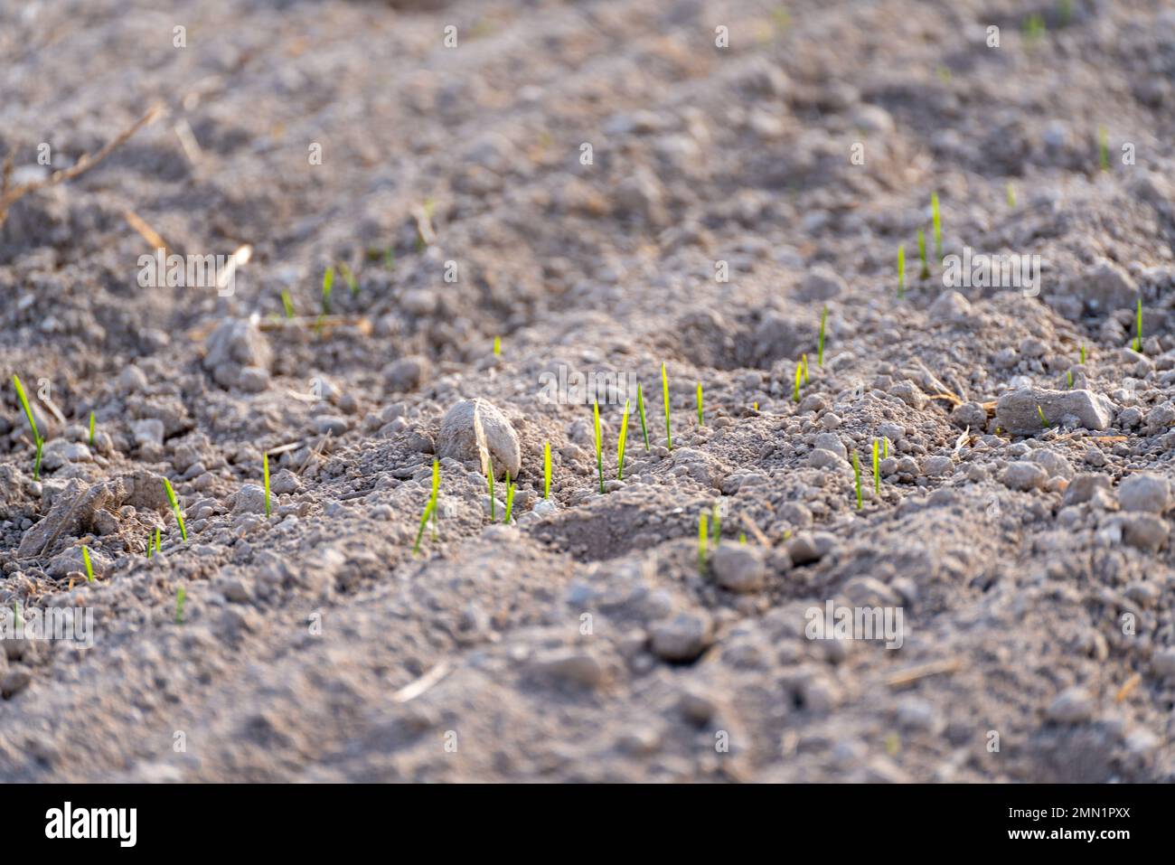 Giovani piante di grano invernale. Raccolto di grano giovane in un campo. Campo di grano giovane, orzo, segale. Grano verde giovane che cresce nel suolo. Foto Stock