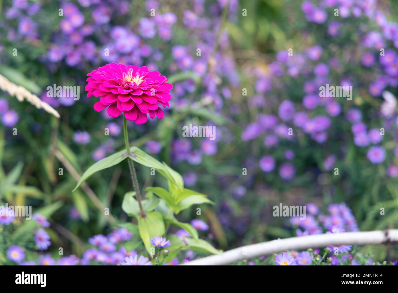 Una vista ravvicinata di un fiore di Zinnia rosa Foto Stock