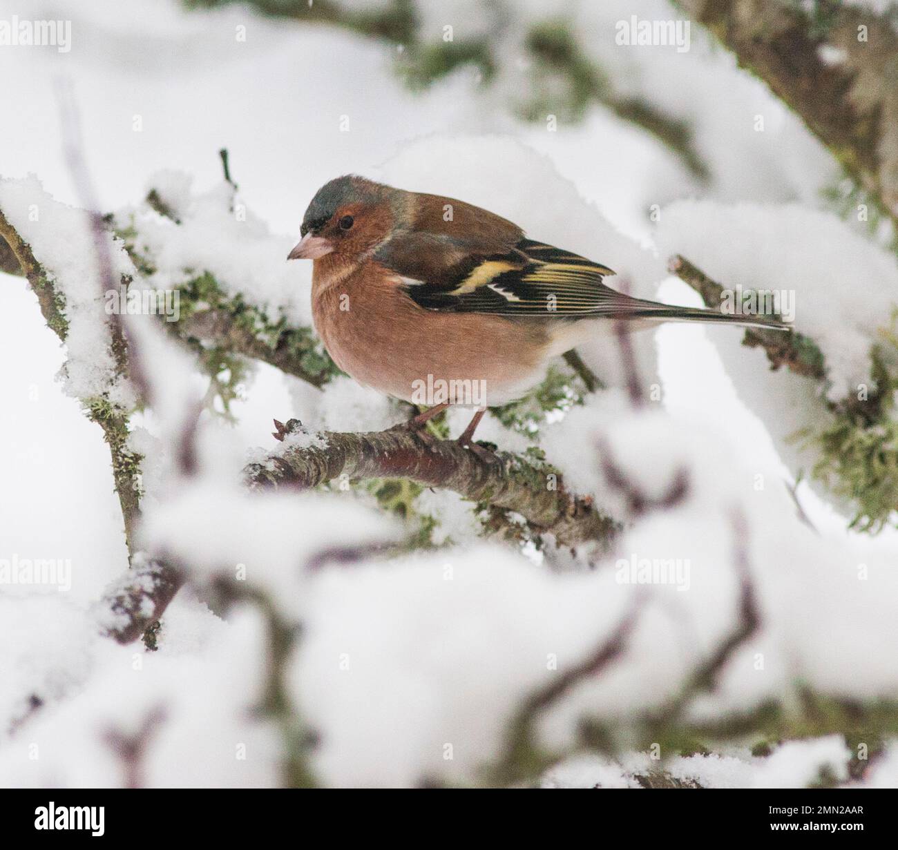 Coelebs Fringilla FRINGILLA FRINGILLA COMUNE Foto Stock