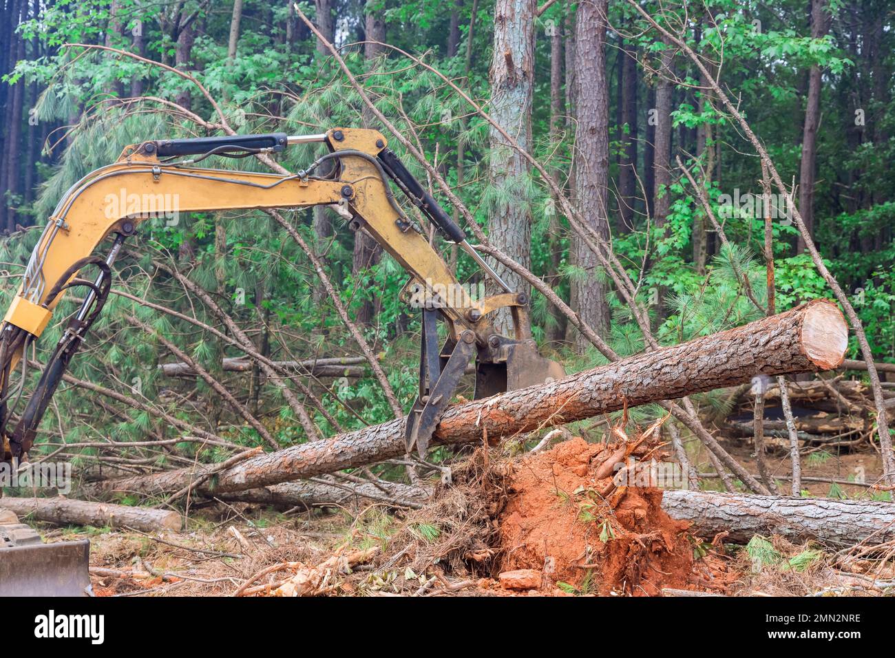 Per preparare terreni per lo sviluppo di abitazioni, sradicare alberi utilizzando il manipolatore del trattore solleva tronchi Foto Stock
