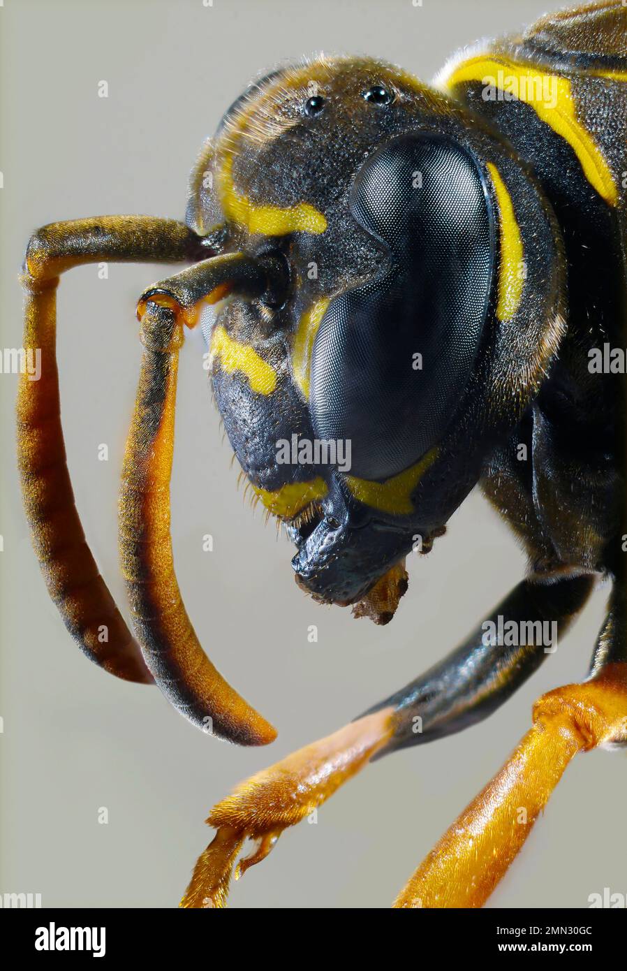 WASP. Vespe - non avendo una definizione strettamente scientifica, il nome di alcuni insetti dal puzzolente infraordine (Aculeata) dell'ordine di Hymenoptera. Foto Stock