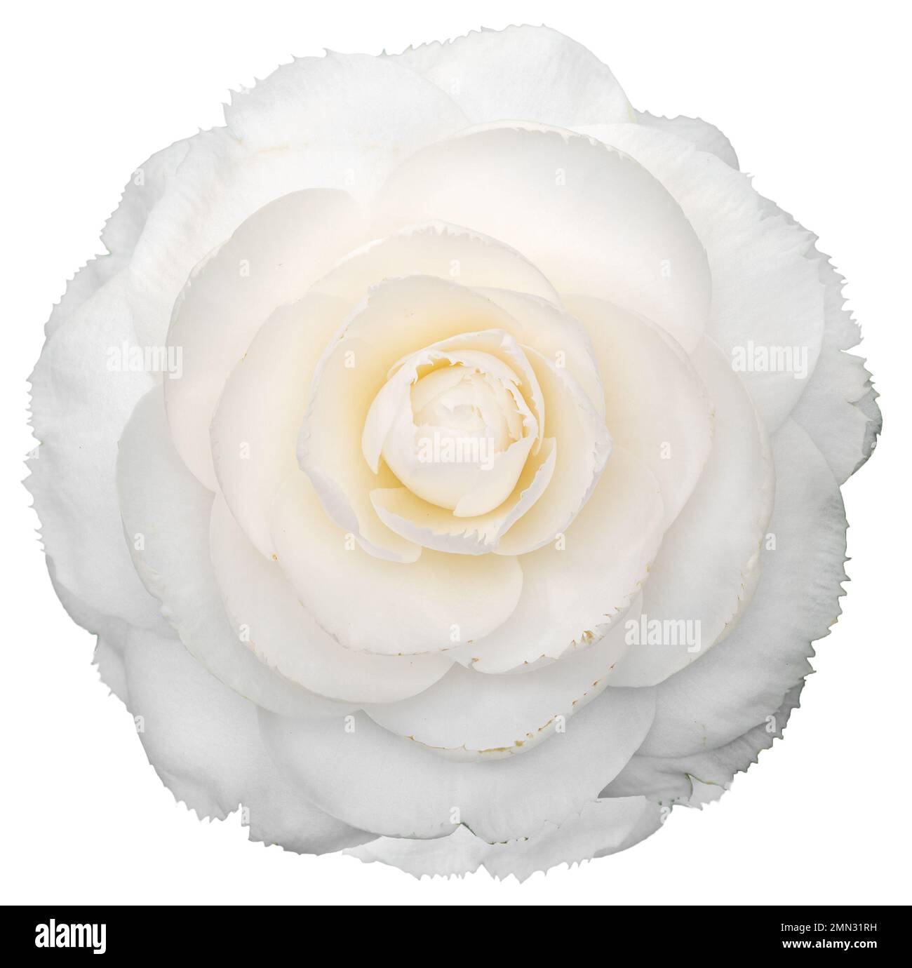 Fiore bianco camelia isolato su sfondo bianco. Camellia japonica Foto Stock