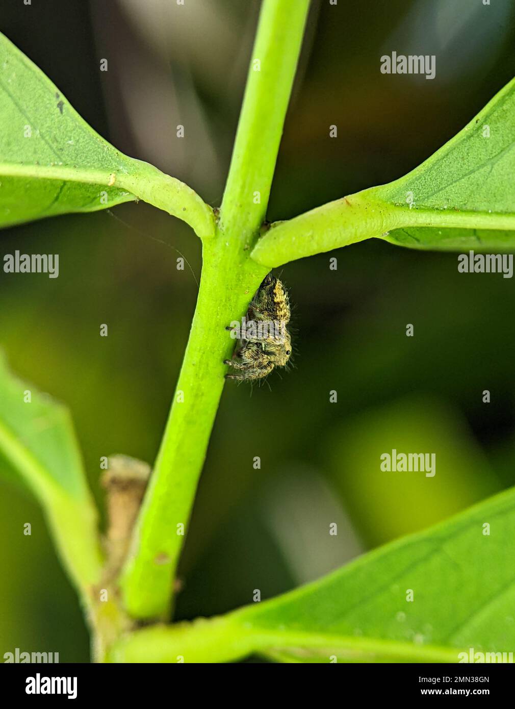 Il ragno di salto Euophrys frontalis. Il genere Euophrys frontalis è un genere di ragni della famiglia Salticidae. Foto Stock