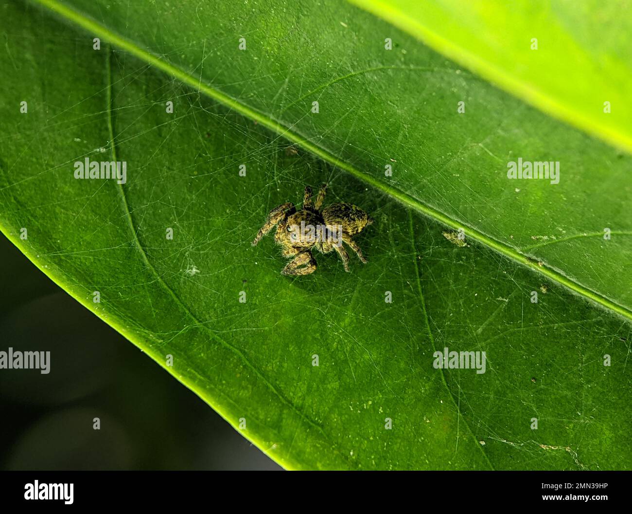 Il ragno di salto Euophrys frontalis. Il genere Euophrys frontalis è un genere di ragni della famiglia Salticidae. Foto Stock