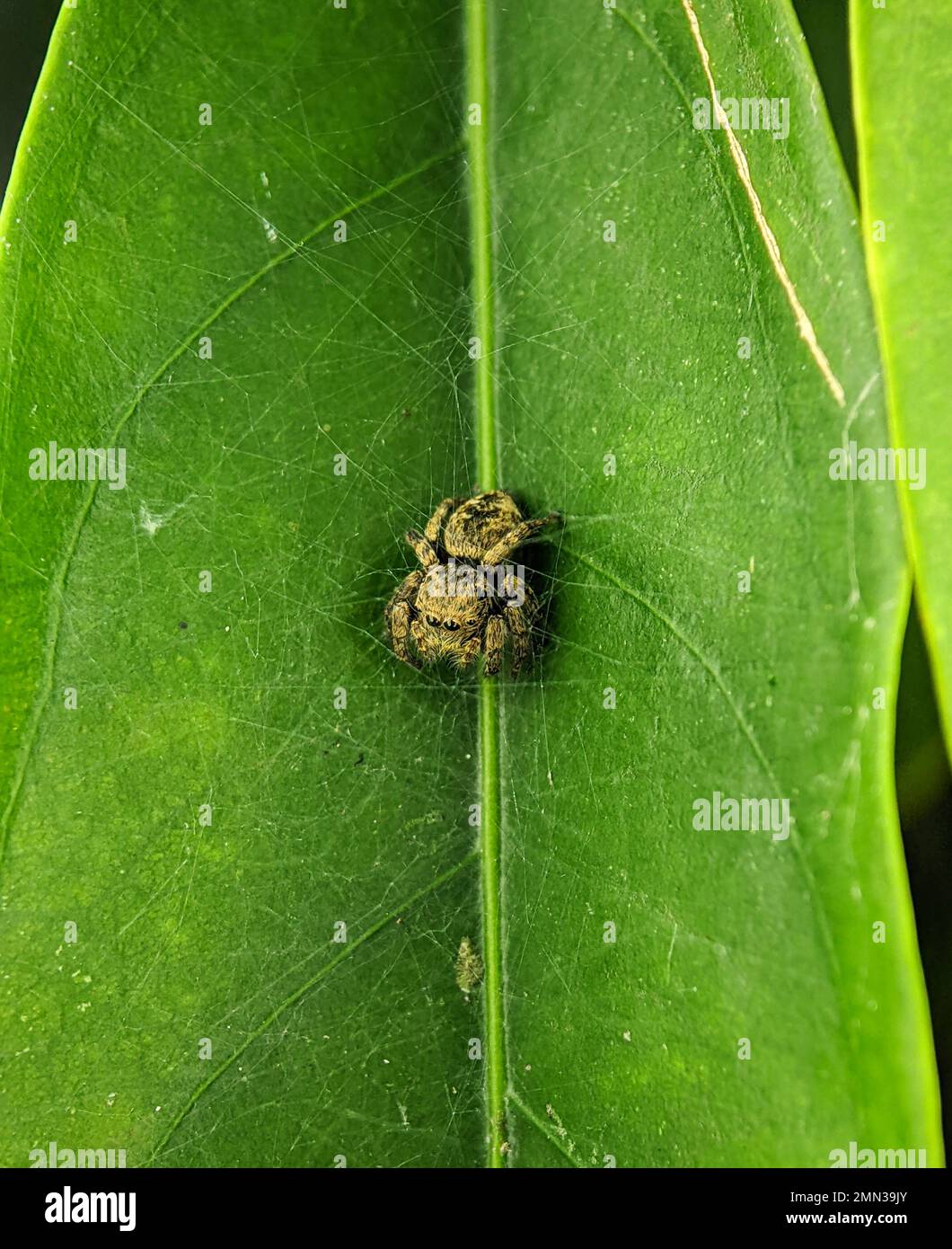 Il ragno di salto Euophrys frontalis. Il genere Euophrys frontalis è un genere di ragni della famiglia Salticidae. Foto Stock
