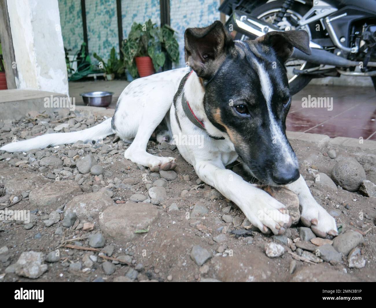 Un cane mongrel morde una roccia nel cortile della casa. Foto Stock