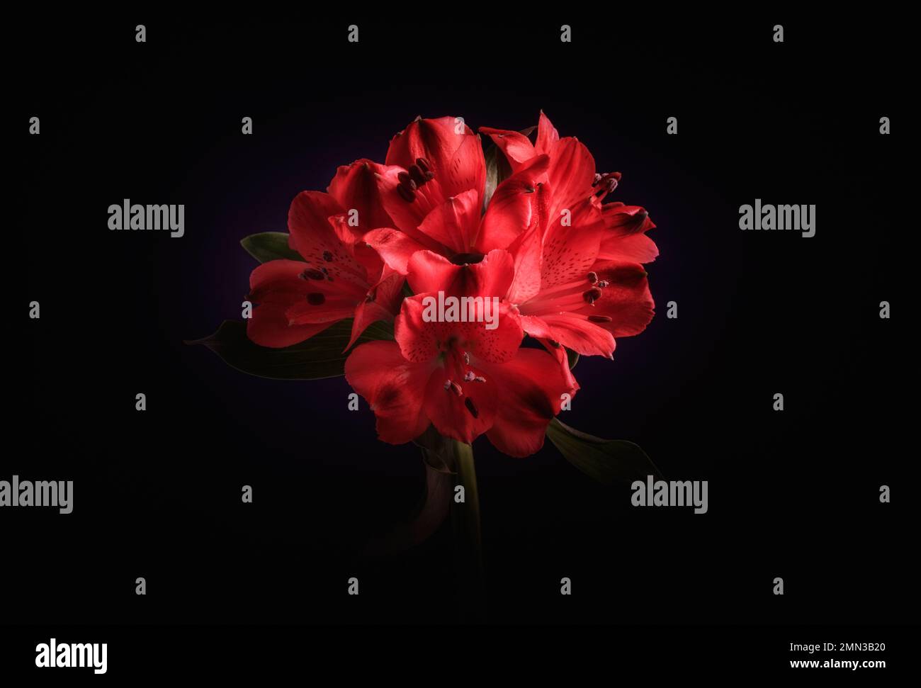 Primo piano di un'Alstroemeria rossa, giglio peruviano, su sfondo nero Foto Stock