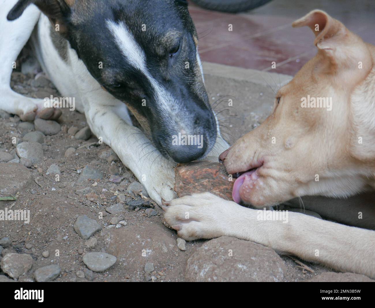 Due cani mongrel mordono una roccia nel cortile della casa. Foto Stock