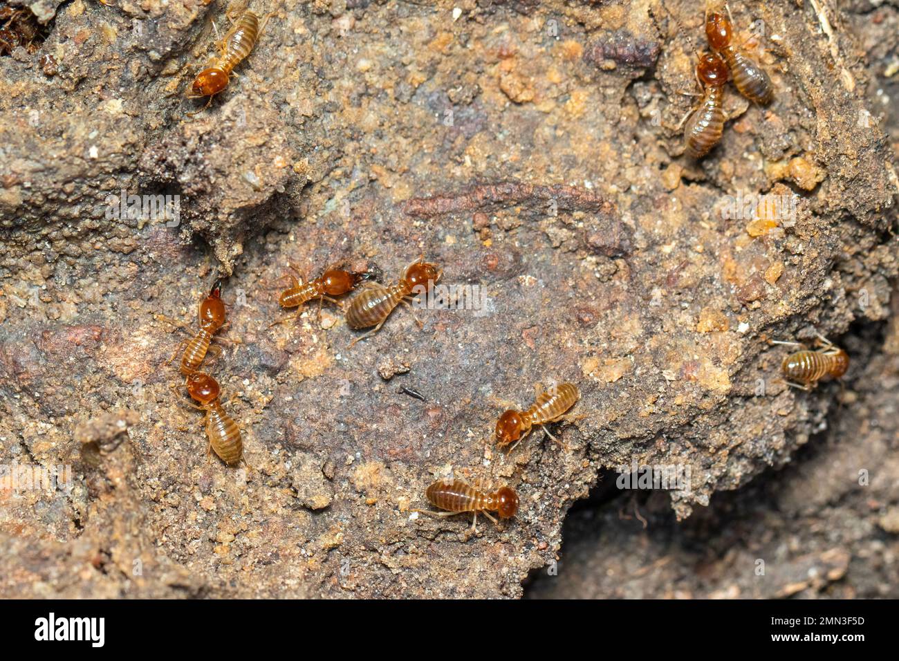 L'immagine dei termiti è sul terreno. Insetto. Animale. Foto Stock