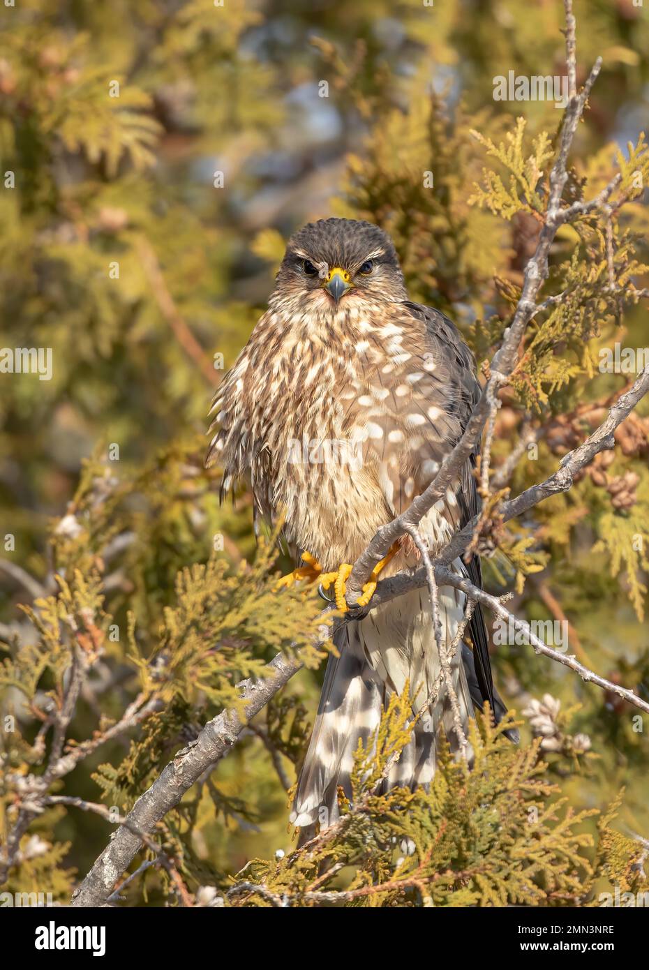 Merlin è un piccolo falco arroccato in un albero di cedro caccia in inverno. Foto Stock