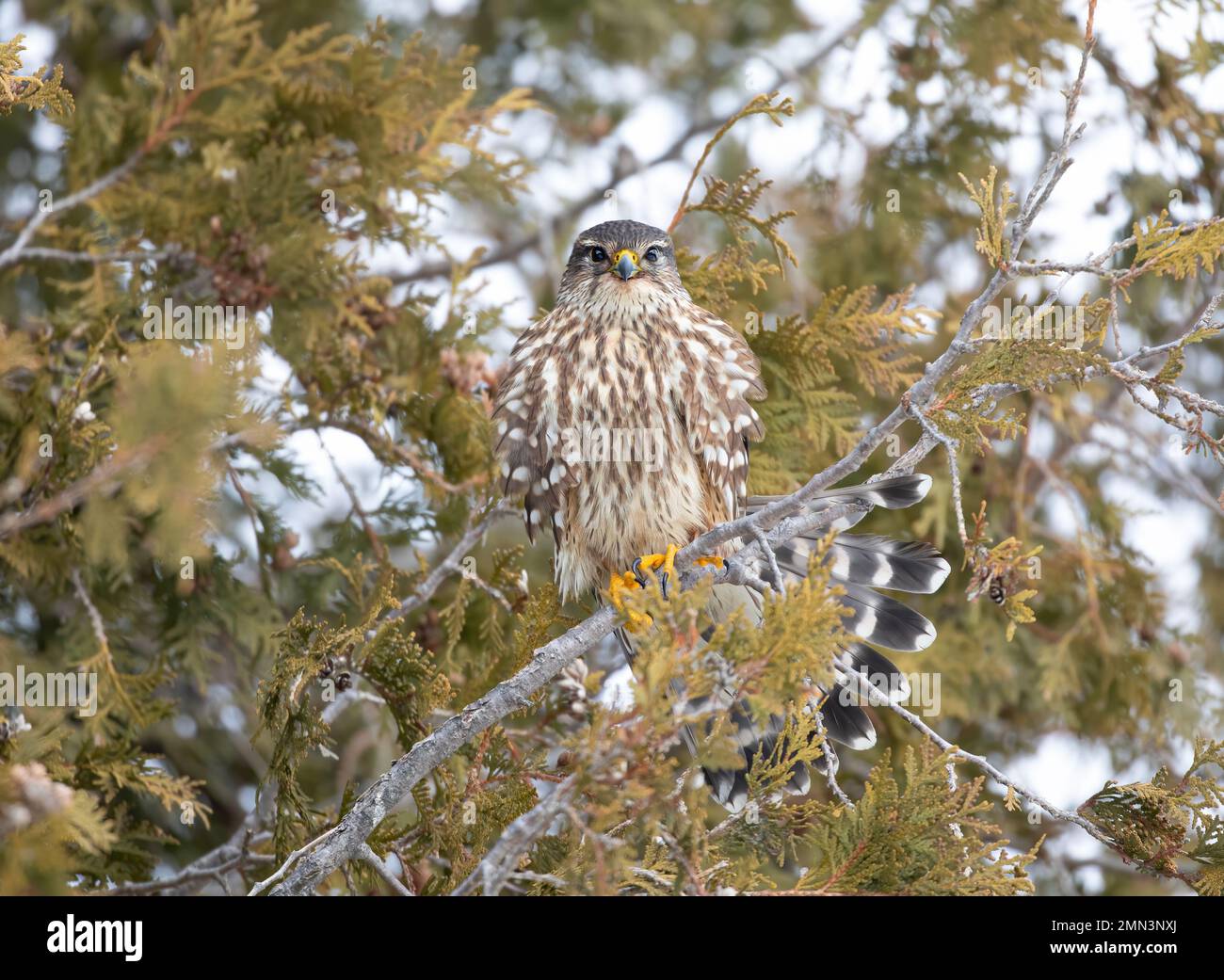 Merlin è un piccolo falco arroccato in un albero di cedro caccia in inverno. Foto Stock