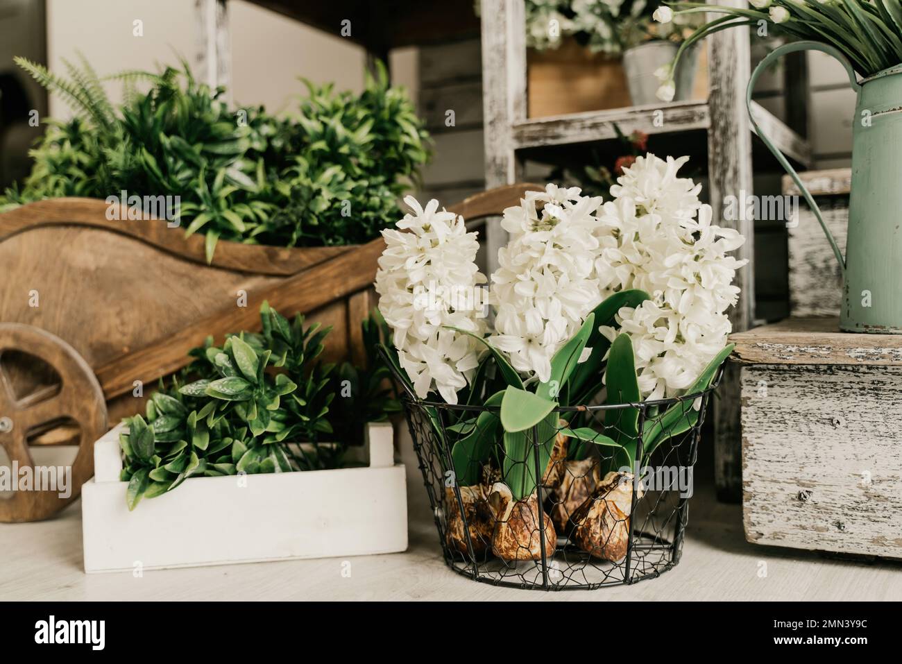 Fiori bianchi giacinto in un cesto di vimini e accessori da giardino Foto Stock
