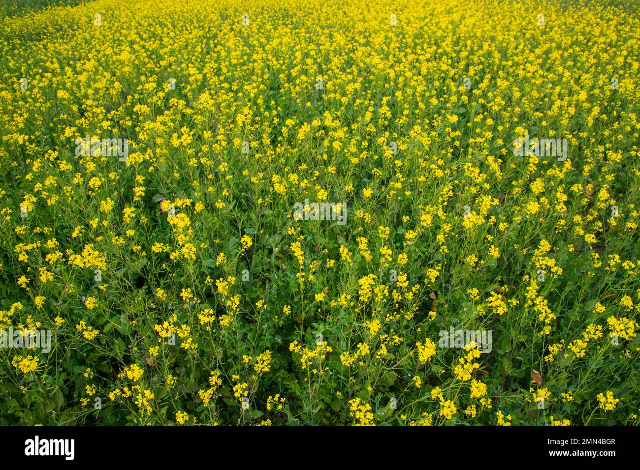 Fioritura fiori gialli di colza nel campo. può essere utilizzato come sfondo a trama floreale Foto Stock