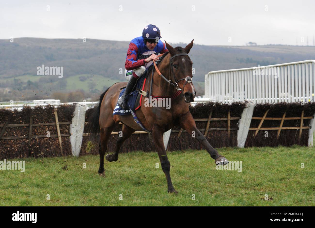 Gara sette, il Dahlbury Stallions a Chapel Stud Cleeve ostacoli. Paisley Park guidato da Aidan Coleman dopo l'ultima corsa di cavalli di Chelt Foto Stock