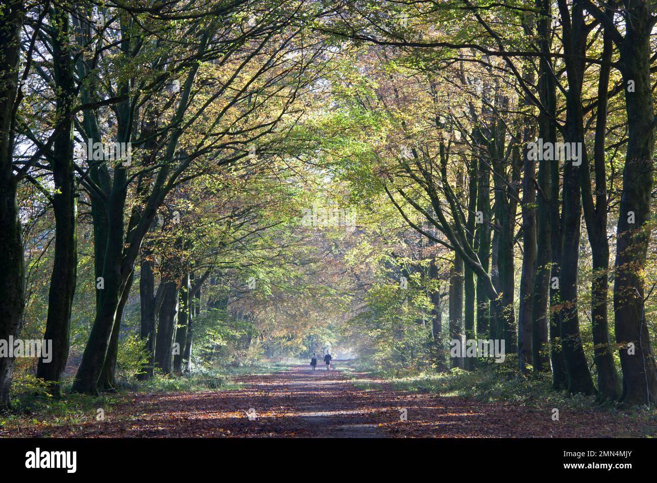 Camminatori alla luce del sole del mattino tra i faggi di Groovely Wood, Wiltshire. Foto Stock