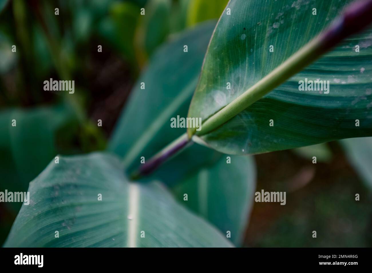 Foglie di pianta fiorita in un giardino Foto Stock