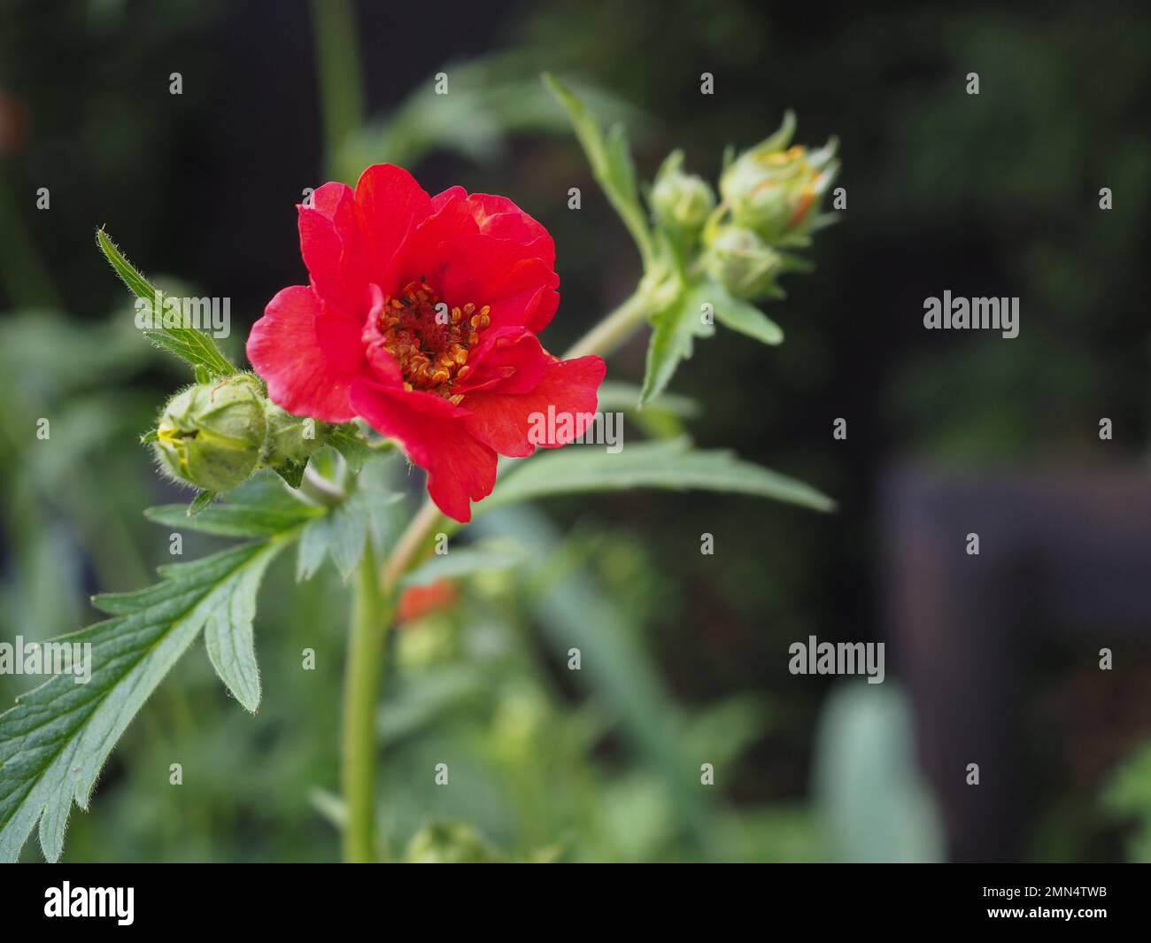 Primo piano di un singolo fiore scarlatto Geum 'Mrs Bradshaw' e germogli che crescono in un giardino britannico in maggio/giugno su uno sfondo scuro Foto Stock