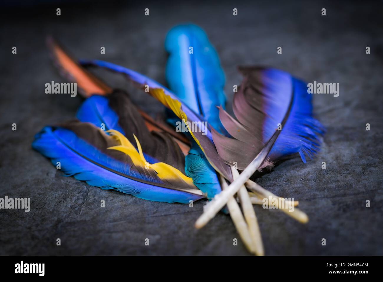 Pappagallo piuma macro texture, piuma, animale UK, Macaw, un certo numero di piume blu, rosso, giallo, arancione, grigio e nero Foto Stock