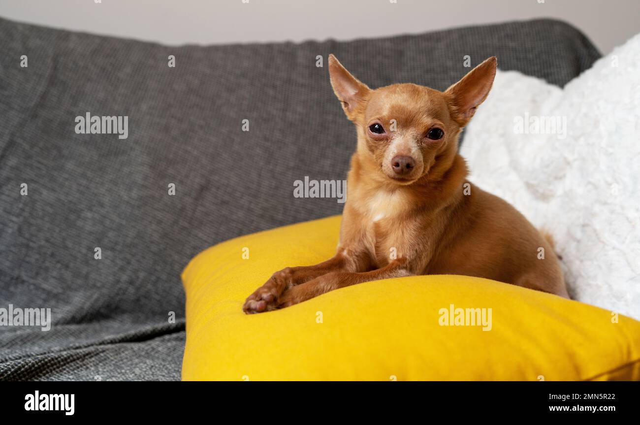 Ritratto del cane Toy Terrier di sei anni sdraiato sul cuscino giallo sul divano. Foto Stock