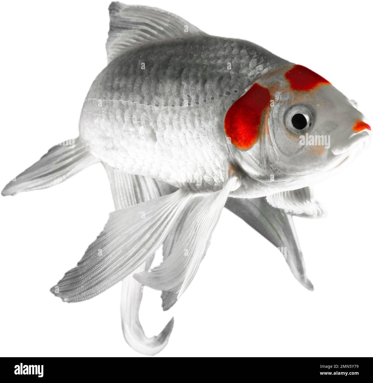 Pesce animale domestico di grandi dimensioni con baffi arancioni che si fissano sull'obiettivo della fotocamera Foto Stock