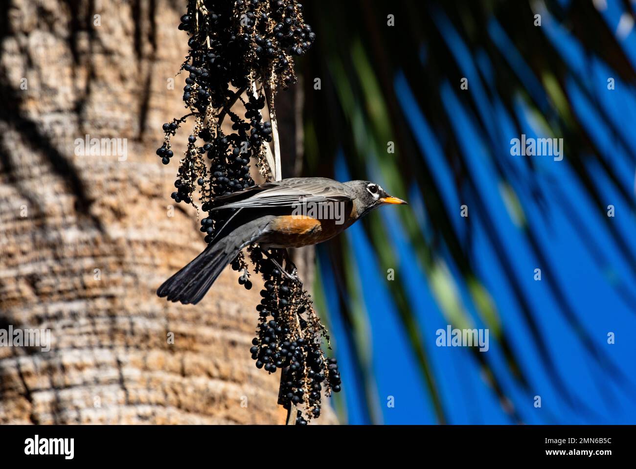 American Robin appeso su un gruppo di frutti di bosco di Fan Palm al Reid Park di Tucson, Arizona; la stagione è gennaio, inverno deserto di sonora. Foto Stock