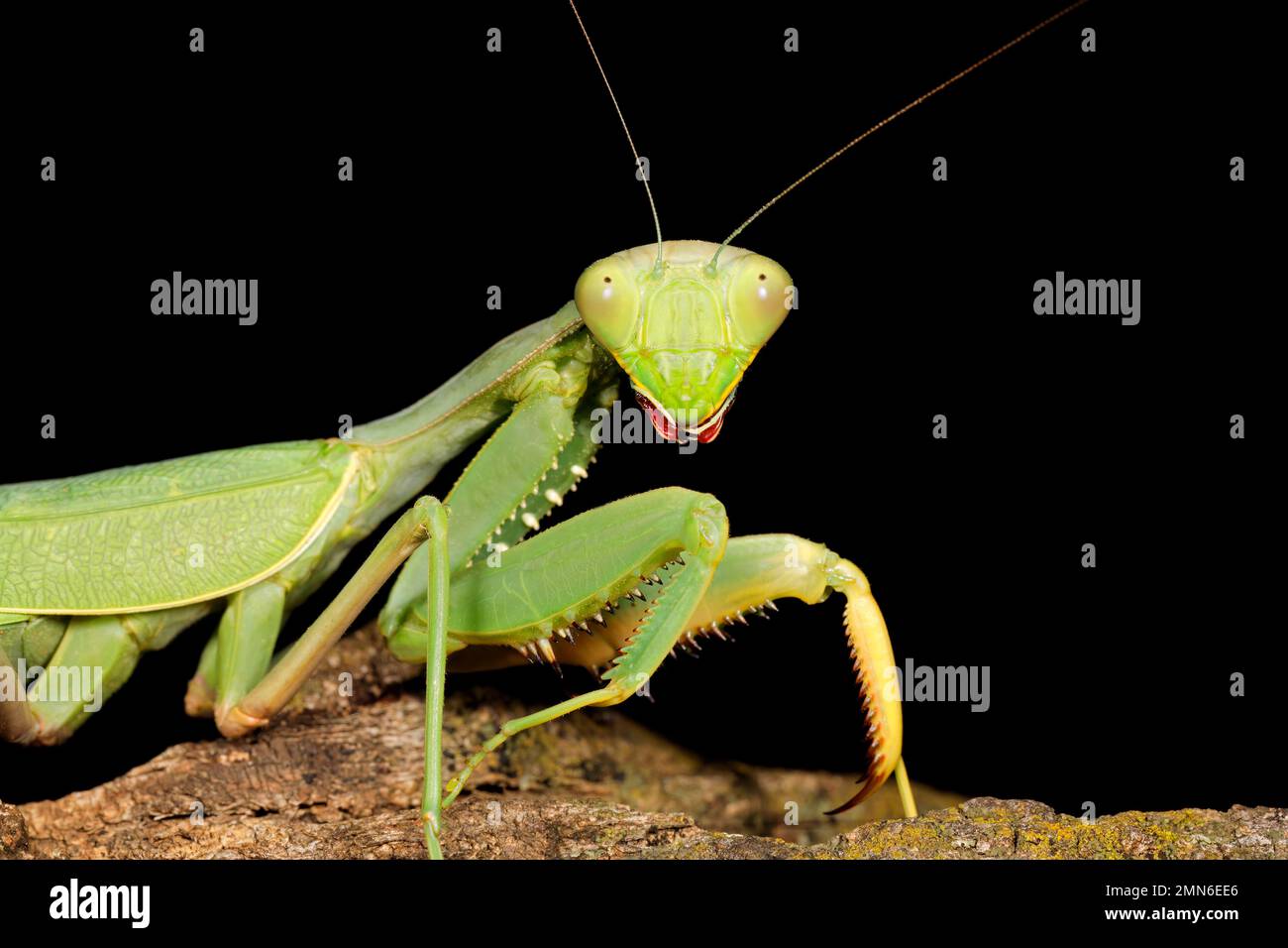 Ritratto di un verde comune mantis (Sphodromantis gastrica) sul nero, Sud Africa Foto Stock