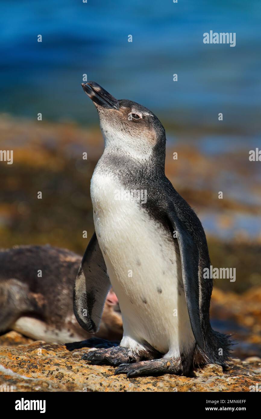 Un giovane africano penguin (Spheniscus demersus) sulle rocce costiere, Western Cape, Sud Africa Foto Stock