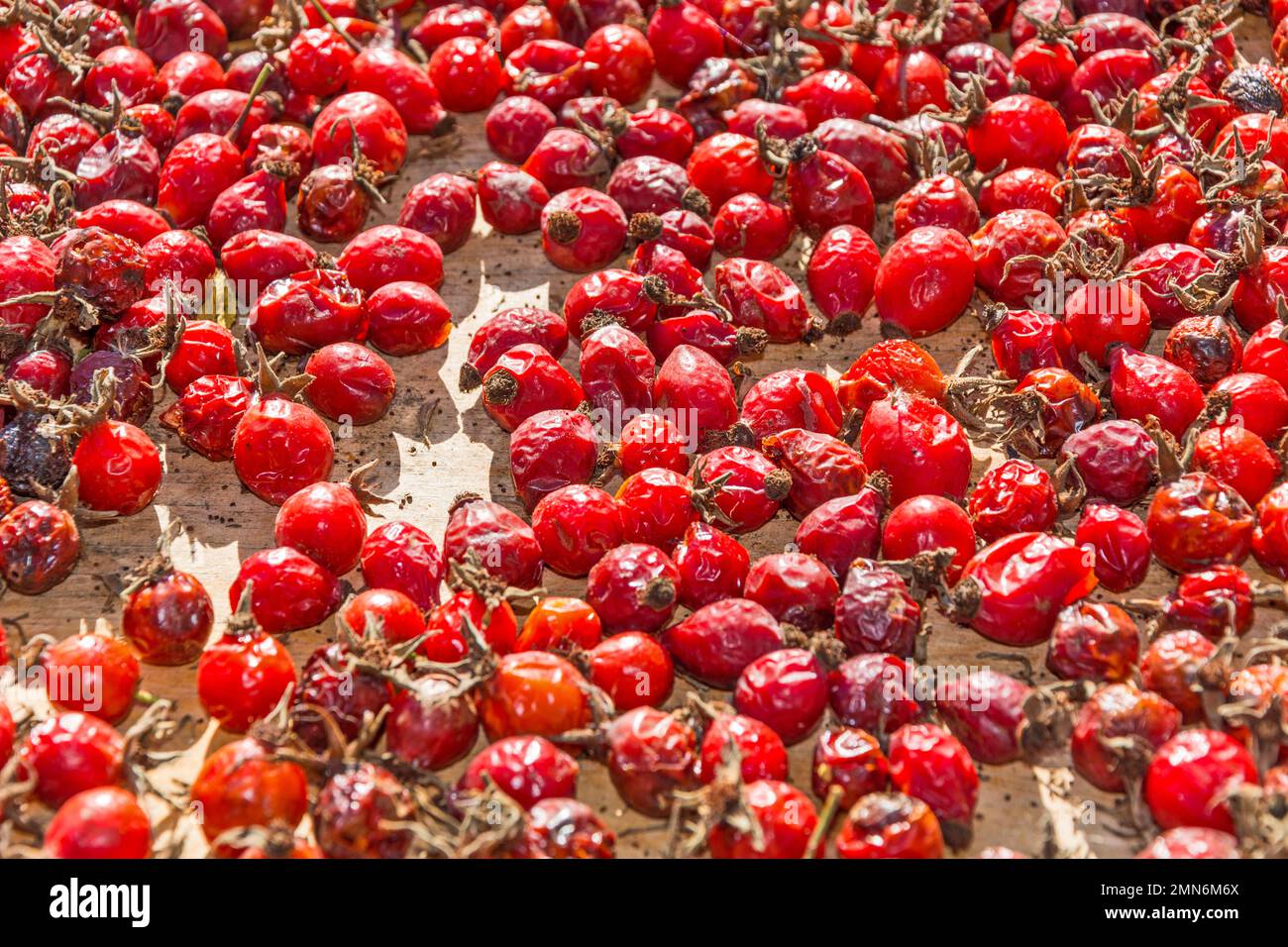 Raccolto rosa fianchi asciutto al sole Foto Stock