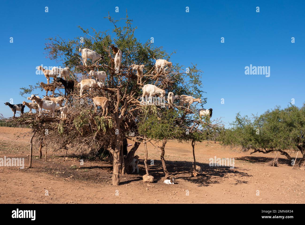 Capre che si arrampicano su un albero d'Argan in Marocco, Africa Foto Stock