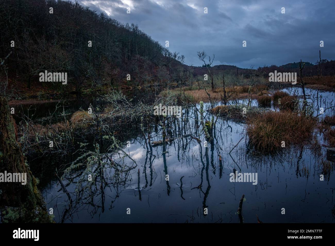 Dubh Loch è un piccolo lago creato da castori accanto a Loch Coille-Bharr a Knapdale, Argyll, Scozia Foto Stock