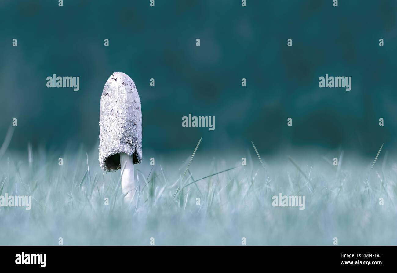 Una macro a basso angolo di un singolo fungo circondato da erba, verde chiaro da sogno / sfondo teal sfocato con bokeh, minimalismo, copia spazio, negativo Foto Stock