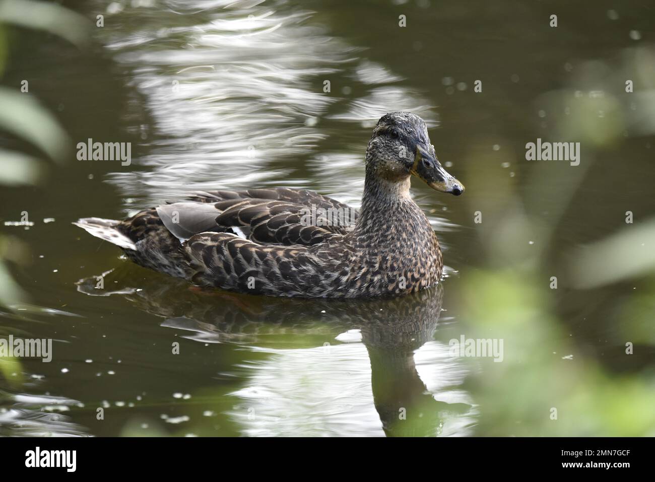 Primo piano, immagine a destra del profilo di una femmina Mallard Duck (Anas platyrhynchos) Nuoto in Pond increspato, testa rivolta a macchina fotografica, presa nel Regno Unito Foto Stock