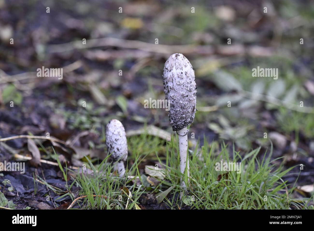 Centre Foreground immagine di due Shaggy Inkcaps (Coprinus comatus) all'inizio dell'autunno, in crescita in erba e foglie cucciolata in Galles, Regno Unito Foto Stock