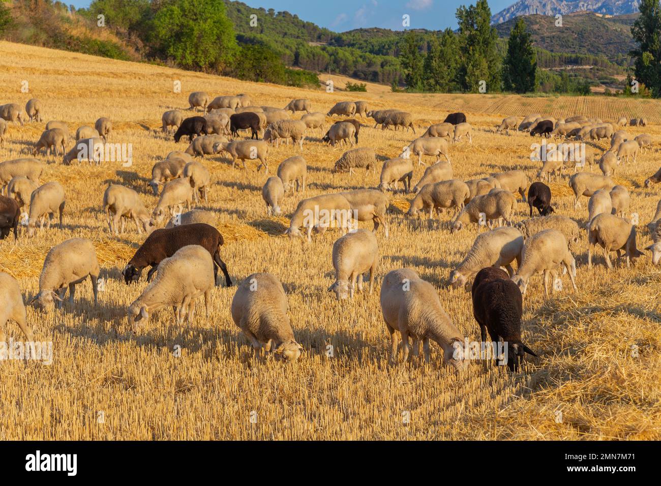 Pecore pacificamente pacificamente nelle montagne dei Paesi Baschi. Spagna Foto Stock