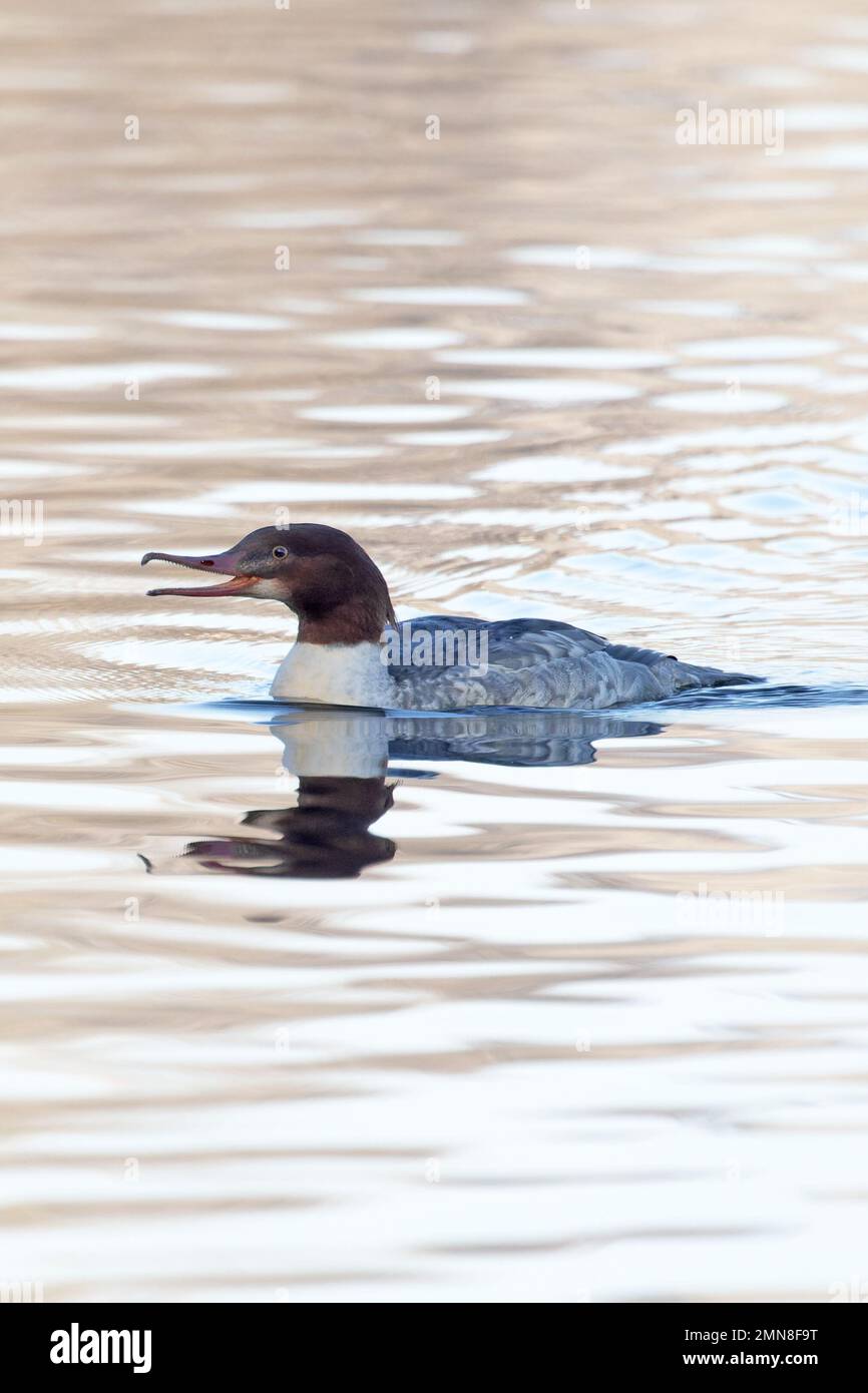 Goosander (Mergus merganser) con Bill open Whitlingham CP Norfolk UK GB gennaio 2023 Foto Stock