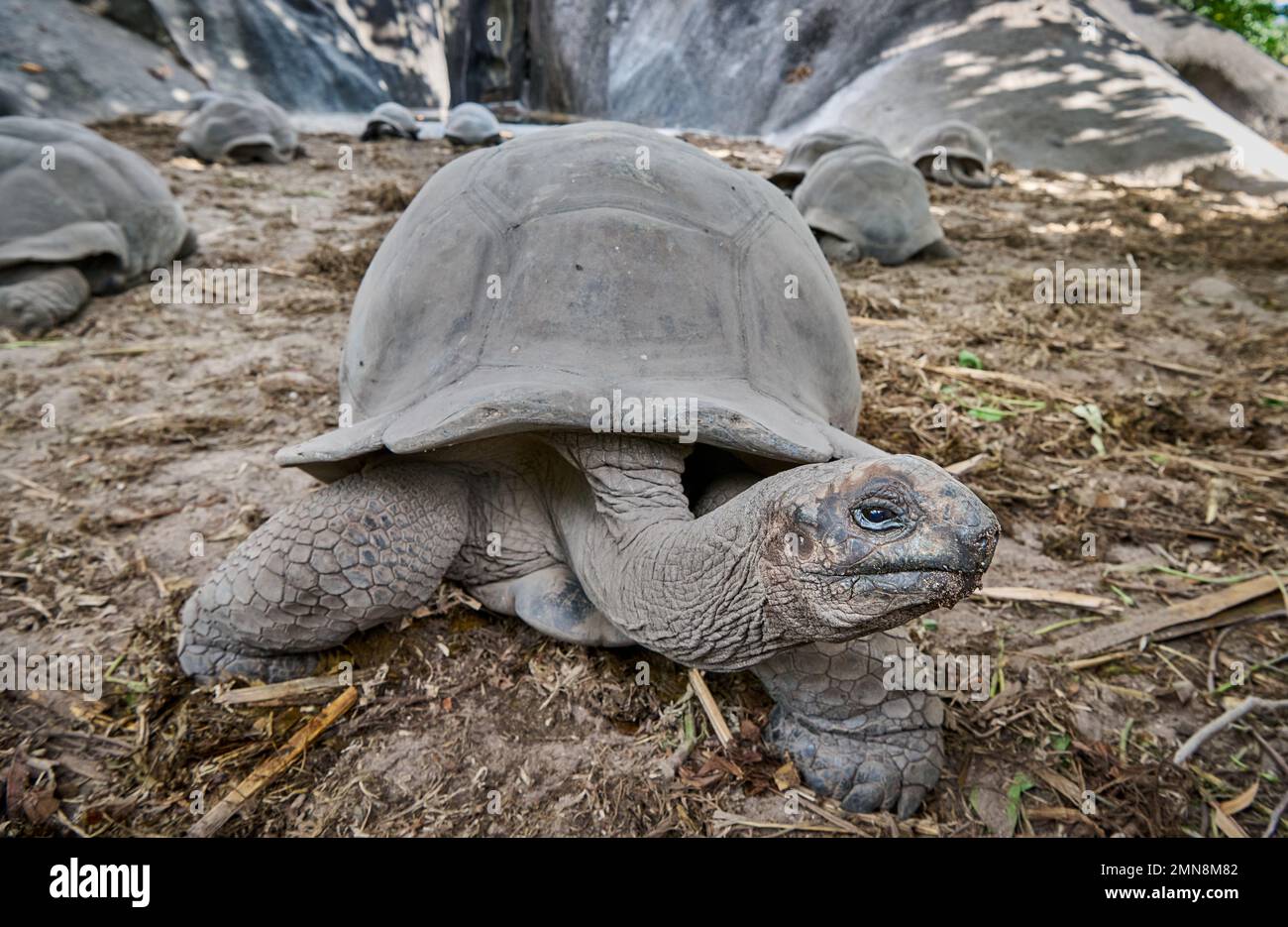 Tartaruga gigante Aldabra (Aldabrachelys gigantea) su l'Union Estate, la Digue, Seychelles Foto Stock